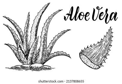 Vector hand drawn botanical aloe vera. Sketch. Aloe vera set, plant, leaves and pieces. Isolated on white background, vector illustration