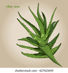 Vector hand drawn botanical Aloe Vera