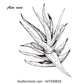Vector hand drawn botanical Aloe Vera