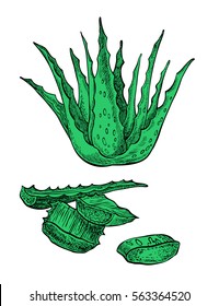 Vector hand drawn botanical Aloe Vera.