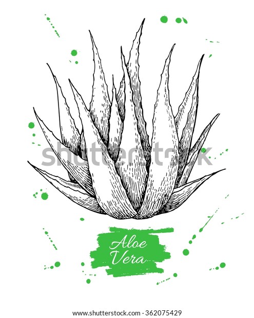 Vector Hand Drawn Botanical Aloe Vera Stock Vector (Royalty Free) 362075429