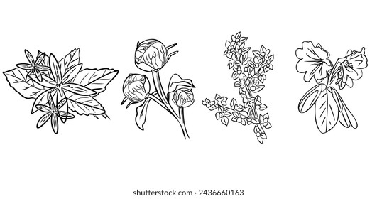  vector Hand Drawn Botanical. Black and white with line art on white backgrounds. 