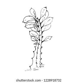 Vector hand drawn botanical cactus isolated on white background. Floral illustration. Desert plant. Use for your design