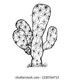 Vector hand drawn botanical cactus isolated on white background. Floral illustration. Desert plant. Use for your design