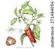 cayenne pepper botanical