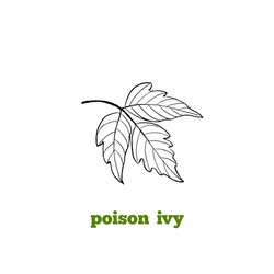 Vector Hand Drawn Botanical Illustration Of Poison Ivy Leaf, Toxic Poisonous Plant, In Vintage Engraving 
Style.
