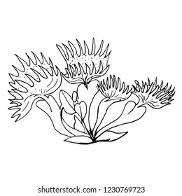 Vector hand drawn botanical illustration of Sundews isolated on white background. Floral monochrome illustration in sketch style. Use for your design