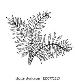 Vector hand drawn botanical illustration of exotic plant isolated on white background. Floral monochrome illustration in sketch style. Use for your design