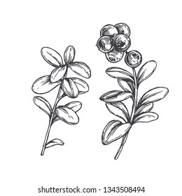 Vector hand drawn botanical illustration of cowberry isolated on white. Sketch of forest berries.