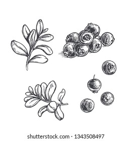 Vector hand drawn botanical illustration of cowberry isolated on white. Sketch of forest berries.