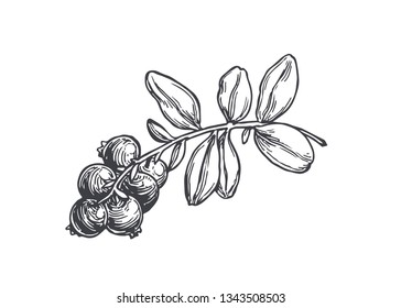 Vector hand drawn botanical illustration of cowberry isolated on white. Sketch of forest berries.
