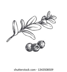 Vector hand drawn botanical illustration of cowberry isolated on white. Sketch of forest berries and branch.
