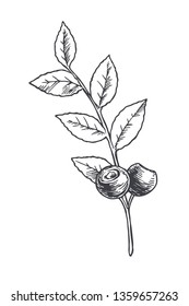 Vector hand drawn botanical illustration of blueberry branch. Sketch of summer forest berries in engraving style.