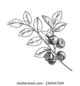 Vector hand drawn botanical illustration of blueberry branch. Sketch of summer forest berries in engraving style.