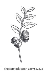 Vector hand drawn botanical illustration of blueberry branch. Sketch of summer forest berries in engraving style.