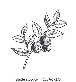 Vector hand drawn botanical illustration of blueberry branch. Sketch of summer forest berries in engraving style.