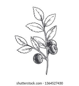 Vector hand drawn botanical illustration of blueberry branch isolated on white. Sketch of summer forest berries in engraving style.