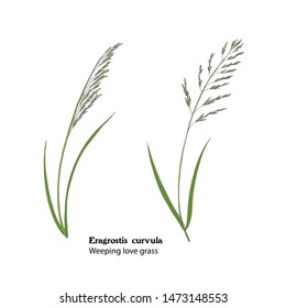 Vector hand drawn botanical illustration of Weeping love grass, Eragrostis curvula.