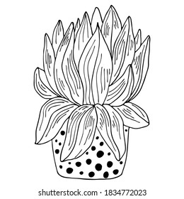 Vector hand drawn botanical illustration. Black outline indoor plant with large leaves in modern pot isolated on white background.