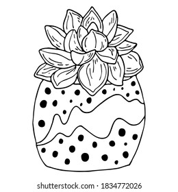 Vector hand drawn botanical illustration. Black outline succulent indoor plant in modern pot isolated on white background.