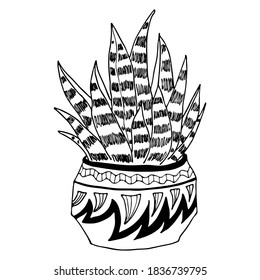 Vector hand drawn botanical illustration. Black outline succulent indoor plant in modern pot isolated on white background.