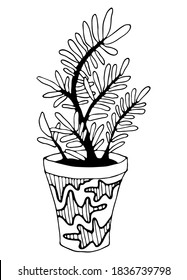 Vector hand drawn botanical illustration. Black outline succulent indoor plant in modern pot isolated on white background.