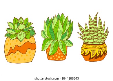 Vector hand drawn botanical illustration. Green succulent in modern terracotta pot set isolated on white background. Indors plants collection in bohemian style.