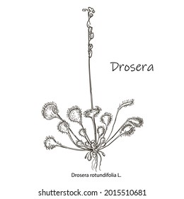 Vector hand drawn botanical illustration of Sundews isolated on white background. Floral monochrome illustration in sketch style. Use for your design