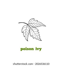 Vector hand drawn botanical illustration of Poison ivy leaf, toxic poisonous plant, in vintage engraving 
style.
