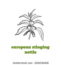 Vector hand drawn botanical illustration of European stinging nettle, toxic plant.