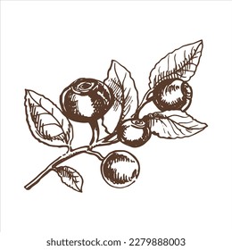 Vector hand drawn botanical illustration of blueberry branch. Sketch of  forest berries in engraving style.Vintage illustration.