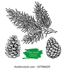 Vector hand drawn botanical Pine cone and branch. Engraved collection. Great for greeting cards, backgrounds, holiday decor
