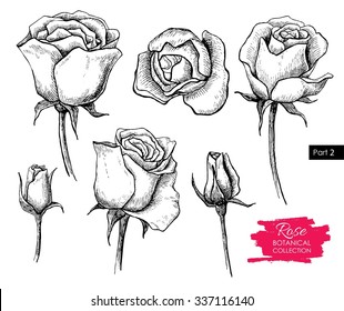 Vector hand drawn botanical rose set. Engraved collection. Great for greeting cards, backgrounds, wedding invitations