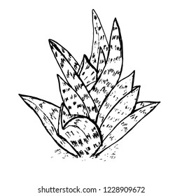 Vector hand drawn botanical succulents isolated on white background. Floral illustration. Desert plant. Use for your design