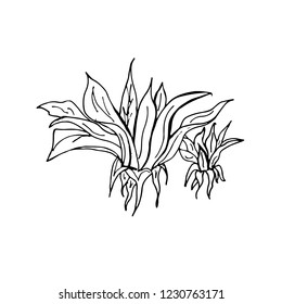 Blue Agave Tequila Ingredient Drawing Engraving Stock Illustration ...