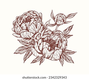 Vector hand drawn bouquet of peonies flower in engraving style. Beautiful vintage blooming peony in botanical style for wedding invitations, prints, greeting cards, Birthday, wallpaper, template