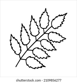 Vector hand drawn branch with leaves in outline technique on the white background.