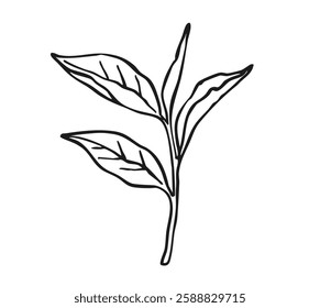 Vector hand drawn branch with Tea leaves. Minimalist line art illustration. Trendy botanical element.