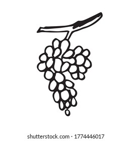 Vector hand drawn Bunch of grapes outline doodle icon isolated on white background.