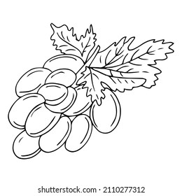 Vector hand drawn Bunch of grapes outline doodle icon. Bunch of grapes sketch illustration for print, web, mobile and infographics isolated on white background.