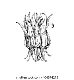 Vector hand drawn bunch of hot Chili pepper. Black and white.  Ink drawn illustration in sketch style.