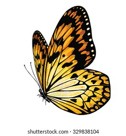 Vector hand drawn Butterfly isolated on white background. Yellow orange color. Colored illustration