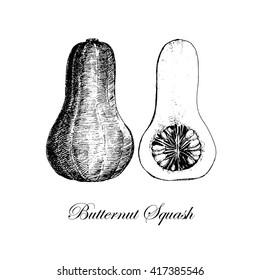 vector hand drawn butternut squash 