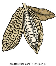 Vector hand drawn cacao in black outline . Black outline of plant.Vector detailed Illustration isolated on white background.Detailed vector sketch of cacao fruit
