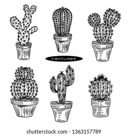 Vector hand drawn of cactuses on white background.