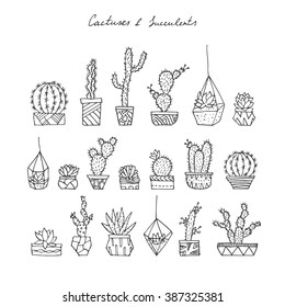 Vector hand drawn cactuses and succulents.