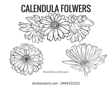 Vector hand drawn Calendula officinalis with black and white simple line art. Beauty design, drawing, sketch, herbal, botanical ornament, calendula bloom sketch