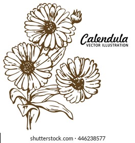 Vector Hand Drawn Calendula Plant Illustration. Calendula  Or Pot Marigold. Ink Style Drawing, Isolate.