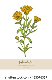 Vector hand drawn calendula plant illustration.