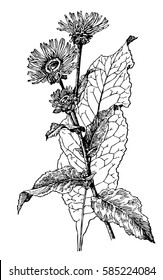 Vector hand drawn calendula plant illustration